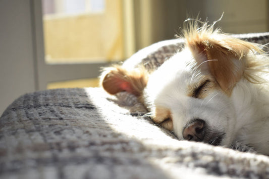 How best to deal with the passing of a beloved pet