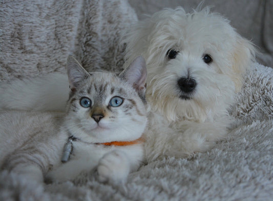 Honoring Beloved Companions: Pet Epitaphs and Popular Sayings